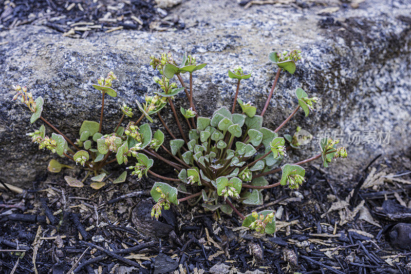 叶克兰(Claytonia perfoliata)，也被称为miner's lettuce，印度lettuce, winter purslane，是一种开花植物在Montiaceae。位于加州内华达山脉的约塞米蒂国家公园。